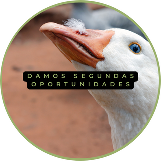 Damos segundas oportunidades